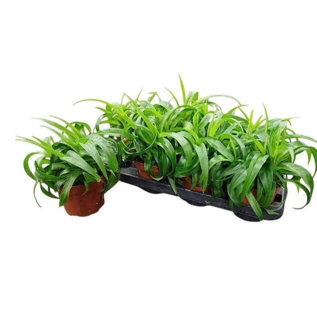 <h4>Chlor Com Gre Bonnie</h4>