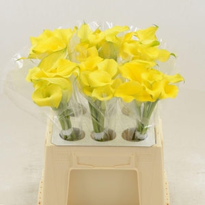 Calla Monte Carlo