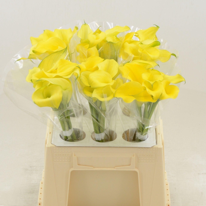 <h4>Calla Monte Carlo</h4>
