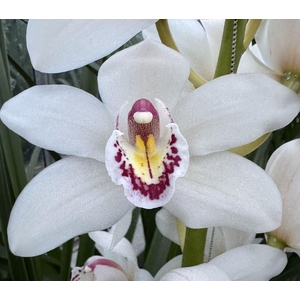 CYMB GR FAIRY TAIL X12