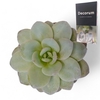 Echeveria Laui Cutflower Wincx-8cm