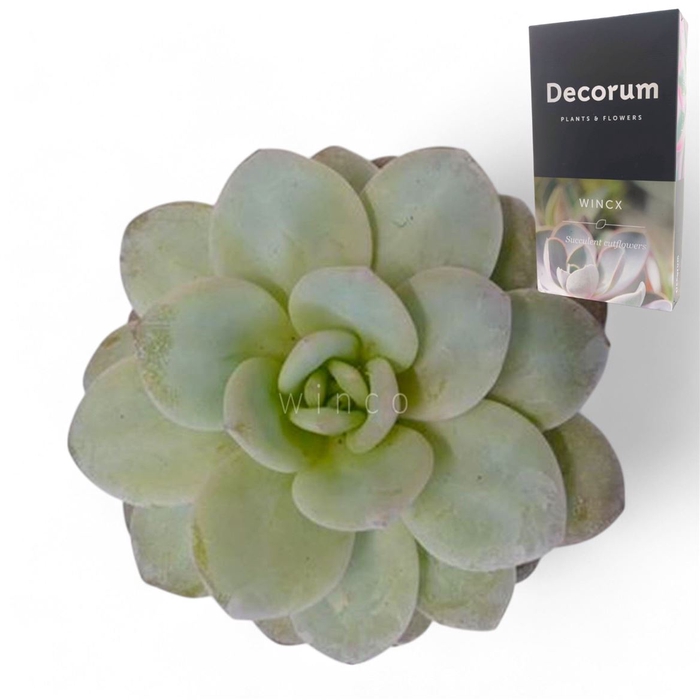 <h4>Echeveria Ov</h4>