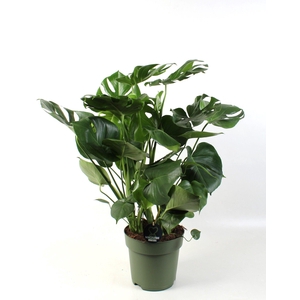 Monstera deliciosa 9 stek pp