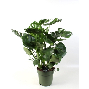 Monstera deliciosa 9 stek pp