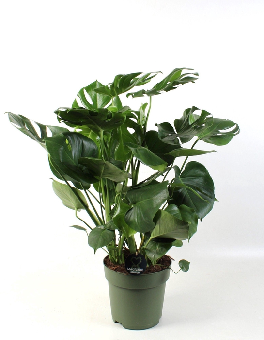 <h4>Monstera deliciosa 9 stek pp</h4>