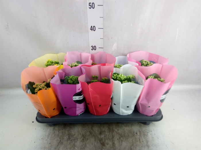 <h4>Kalanchoe blos.   ..rosebud rs fl 5</h4>