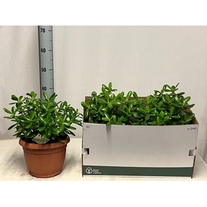 CRASS OVATA