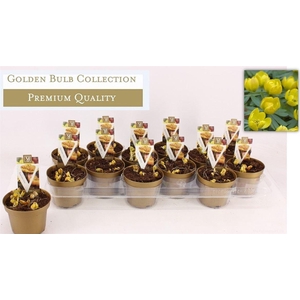 arr8 Eranthis Hyemalis