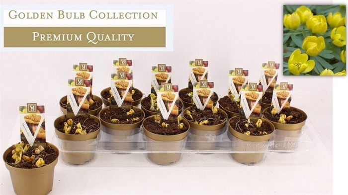 <h4>arr8 Eranthis Hyemalis</h4>