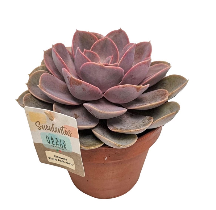 <h4>Echeveria Perle Von Nurnberg - 1154</h4>