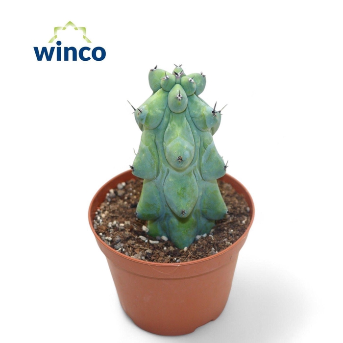 <h4>Myrtillocactus Geometrizans Cv. Fukurokuryuzinboku</h4>