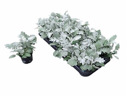 <h4>Jacobaea Maritima</h4>