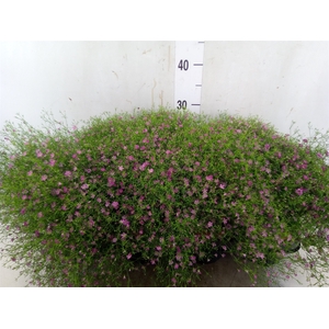 Gypsophila muralis 'Gypsy'
