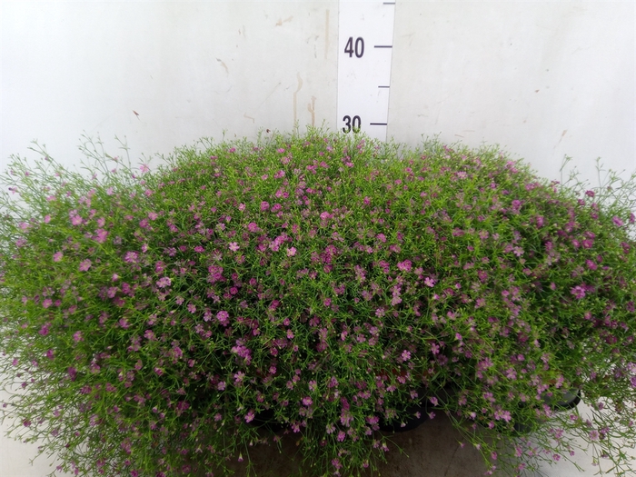 <h4>Gypsophila muralis 'Gypsy'</h4>
