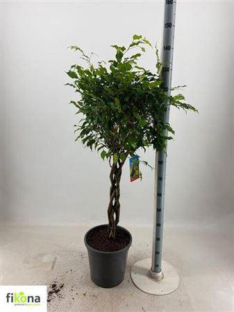 <h4>Fic Ben Exotica Twister Stam</h4>