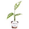 Monstera