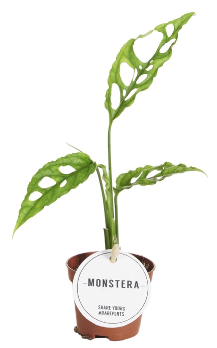Monstera