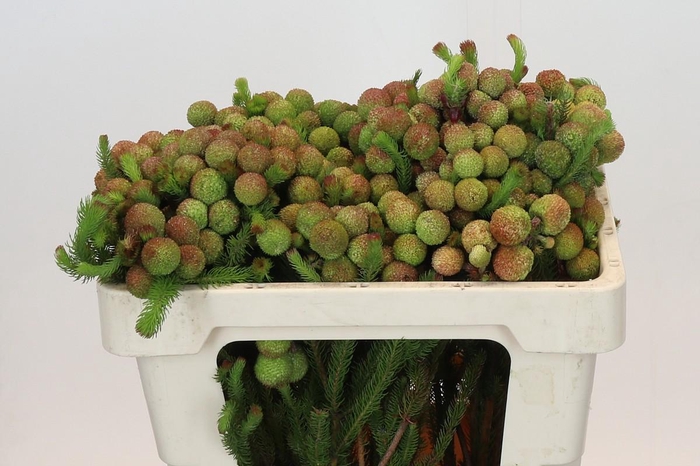 <h4>Kaaps Groen Baubles</h4>