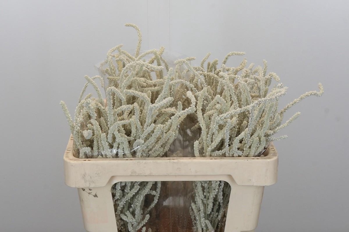 <h4>Amaranthus Yearming Desert</h4>