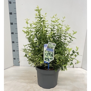 EUONYMUS FO GOL HARL