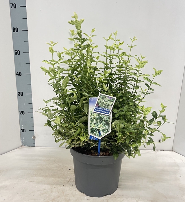 <h4>EUONYMUS FO GOL HARL</h4>