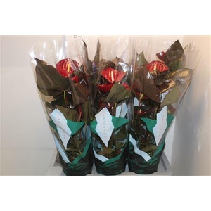 Anthu An Delicata 5-6