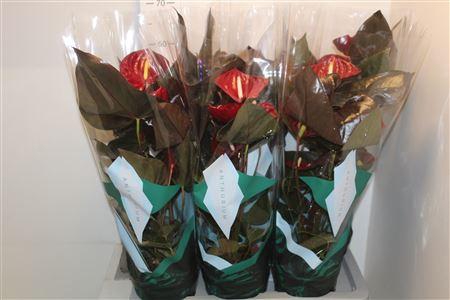 Anthu An Delicata 5-6