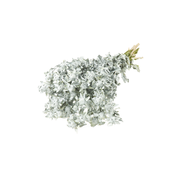 <h4>Bidens (carthamus) Grey Misty</h4>