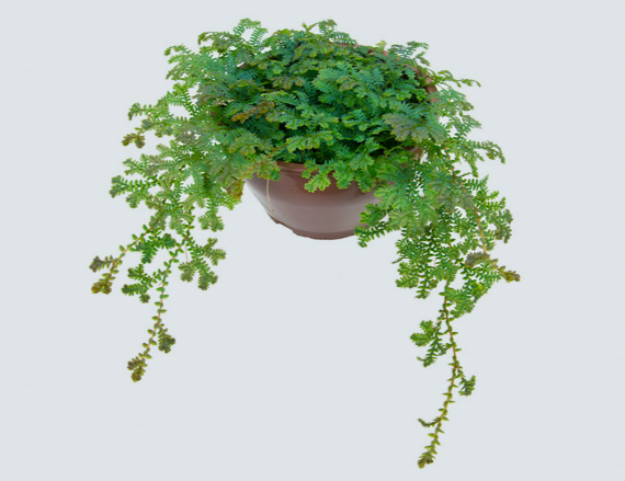 <h4>SAMAMBAIA AZUL C21</h4>