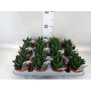 Aloe aristata 'Cosmo'