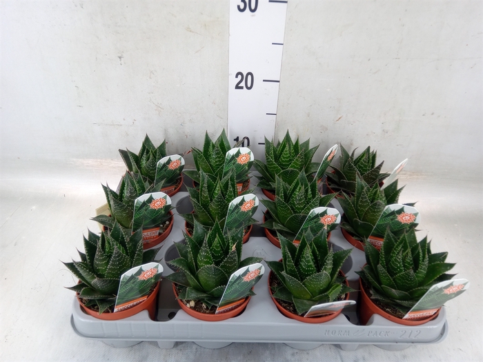 <h4>Aloe aristata 'Cosmo'</h4>