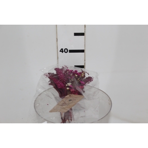 PLANTA SECA MINI BUQUE VARIADO PINK 25 CM