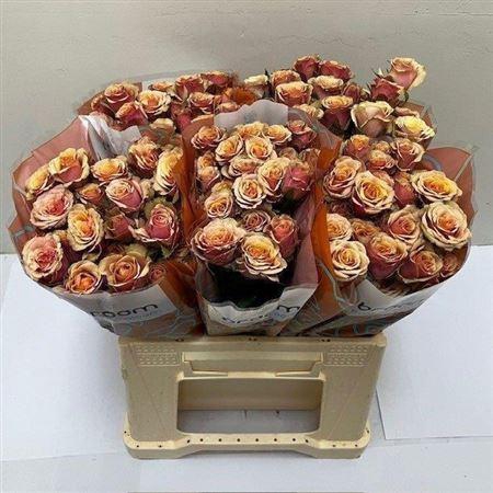 <h4>R Tr Antigua</h4>