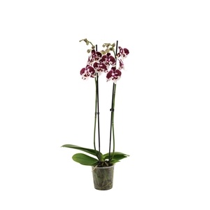 Phal Spider 2T16+