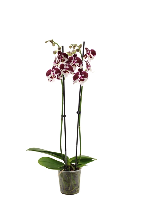 <h4>Phal Spider 2T16+</h4>