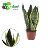 Sansevieria Futura Superb