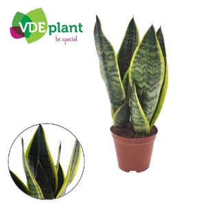 Sansevieria Futura Superb