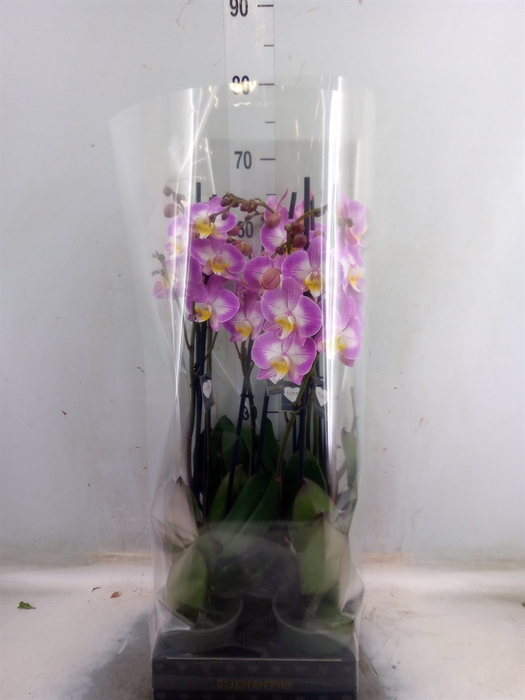 <h4>Phalaenopsis  'Ant Split'</h4>