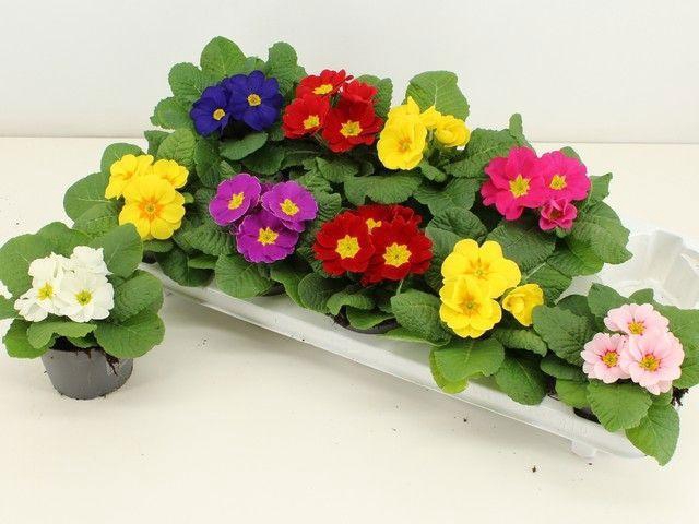 <h4>PRIM ACAULIS GEMENGD</h4>