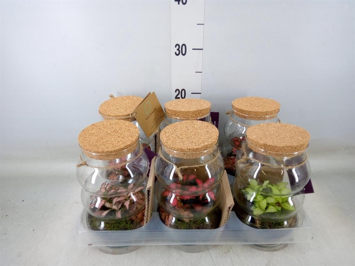 <h4>Arr.   Kamerplant Groen H%</h4>