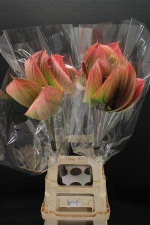 Anthurium Peruzzi