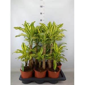 Dracaena frag. 'Yellow Coast'