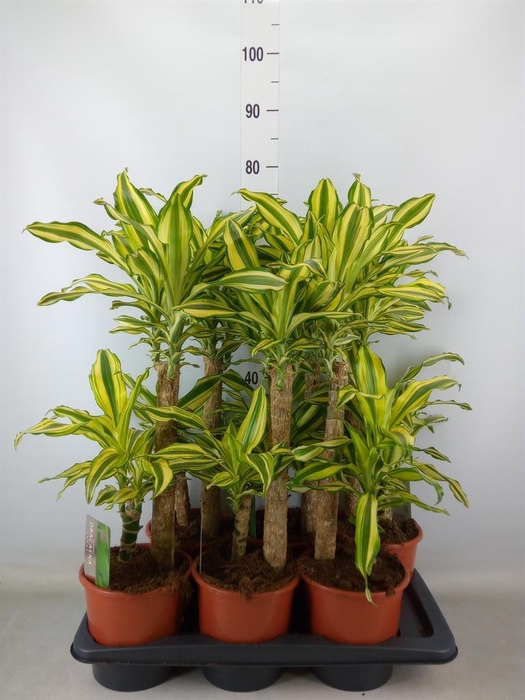 <h4>Dracaena frag. 'Yellow Coast'</h4>