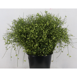 GINSTER BERRY GREEN 400GR