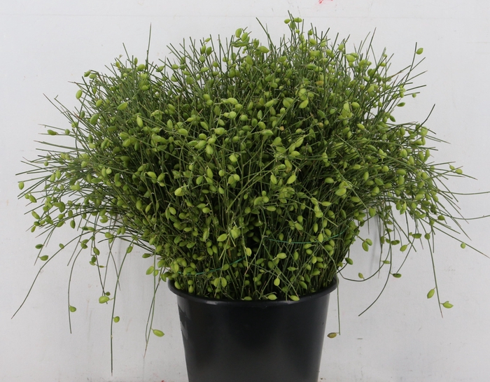 <h4>GINSTER BERRY GREEN 400GR</h4>