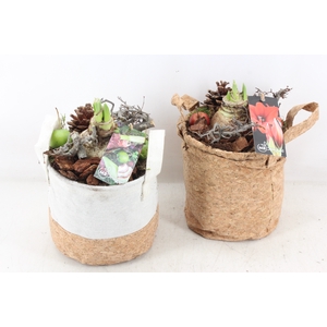 arr4 Amaryllis MB - Kurk/jute tas mix 338/6