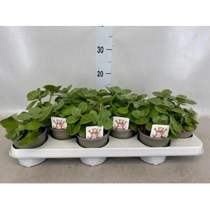 Plectranthus col.   ...