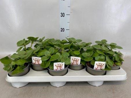 <h4>Plectranthus col.   ...</h4>
