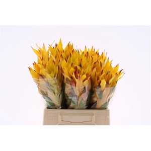 Bromelia Marjan