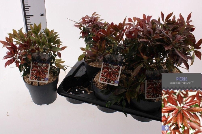 <h4>PIERIS JAP KATSURA</h4>